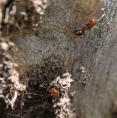 Papyrius nitidus at Hughes, ACT - suppressed