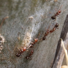 Papyrius nitidus at Hughes, ACT - suppressed