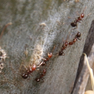 Papyrius nitidus at Hughes, ACT - suppressed