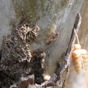 Papyrius nitidus at Hughes, ACT - suppressed