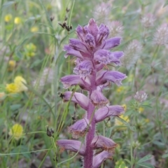 Orobanche minor (Broomrape) at Conder, ACT - 3 Nov 2020 by MichaelBedingfield