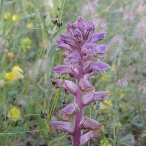 Orobanche minor at Conder, ACT - 3 Nov 2020