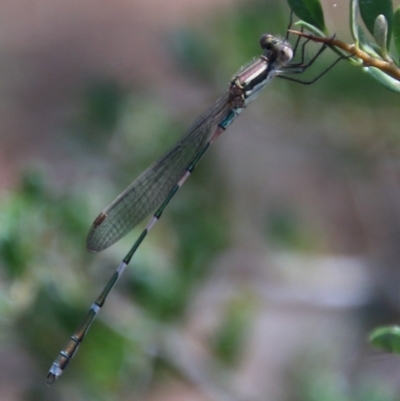 Austrolestes leda (Wandering Ringtail) at Hughes, ACT - 11 Jan 2021 by LisaH