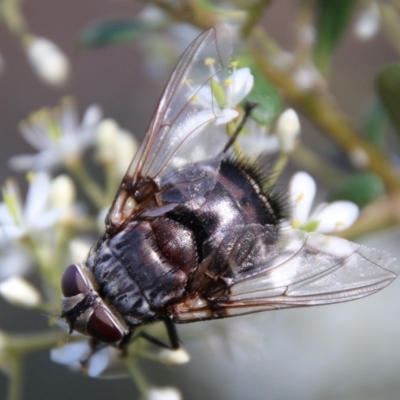 Rutilia (Donovanius) sp. (genus & subgenus) (A Bristle Fly) at Red Hill Nature Reserve - 11 Jan 2021 by LisaH