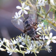 Rutilia (Donovanius) sp. (genus & subgenus) at Hughes, ACT - 12 Jan 2021