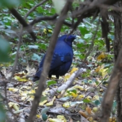 Ptilonorhynchus violaceus (Satin Bowerbird) at Red Hill, ACT - 5 Jun 2020 by Rob1e8