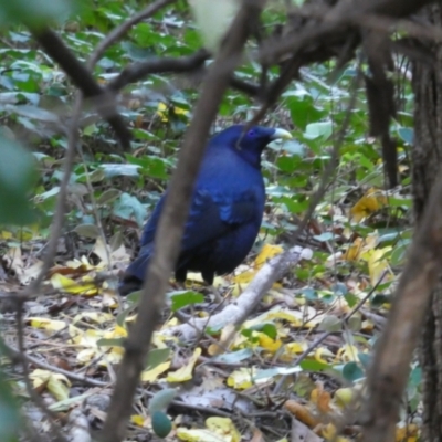 Ptilonorhynchus violaceus (Satin Bowerbird) at Red Hill, ACT - 5 Jun 2020 by Rob1e8