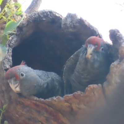 Callocephalon fimbriatum (Gang-gang Cockatoo) at GG130 - 12 Jan 2021 by roymcd