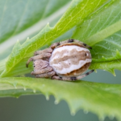 Araneinae (subfamily) (Orb weaver) at Paddys River, ACT - 8 Jan 2021 by SWishart