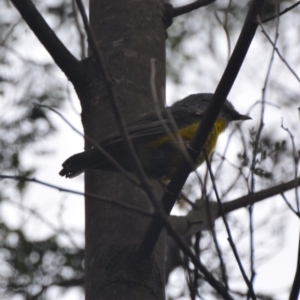 Eopsaltria australis at Lower Boro, NSW - 13 Jan 2021