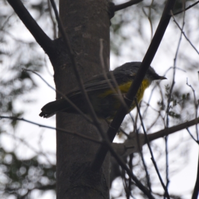 Eopsaltria australis (Eastern Yellow Robin) at Lower Boro, NSW - 13 Jan 2021 by mcleana