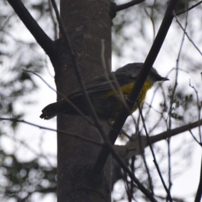 Eopsaltria australis (Eastern Yellow Robin) at Lower Boro, NSW - 12 Jan 2021 by mcleana