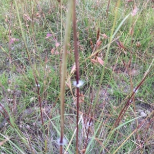 Sorghum leiocladum at Lower Boro, NSW - 19 Dec 2020 08:41 AM