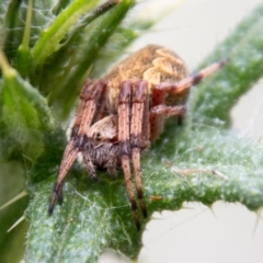 Salsa fuliginata (Sooty Orb-weaver) at Paddys River, ACT - 8 Jan 2021 by SWishart