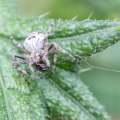 Araneinae (subfamily) (Orb weaver) at Tidbinbilla Nature Reserve - 8 Jan 2021 by SWishart