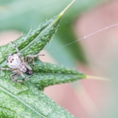 Araneinae (subfamily) at Paddys River, ACT - 8 Jan 2021