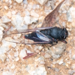 Yoyetta denisoni (Black Firetail Cicada) at Paddys River, ACT - 8 Jan 2021 by SWishart