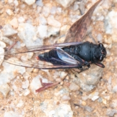 Yoyetta denisoni (Black Firetail Cicada) at Paddys River, ACT - 7 Jan 2021 by SWishart