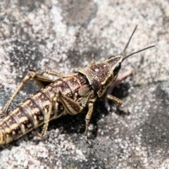 Monistria concinna at Paddys River, ACT - 8 Jan 2021