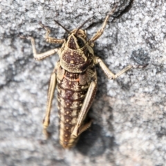 Monistria concinna at Paddys River, ACT - 8 Jan 2021