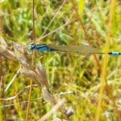 Ischnura heterosticta (Common Bluetail Damselfly) at Dunlop, ACT - 13 Jan 2021 by trevorpreston