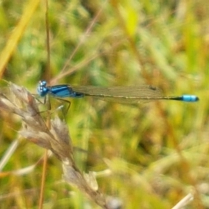 Ischnura heterosticta at Dunlop, ACT - 13 Jan 2021