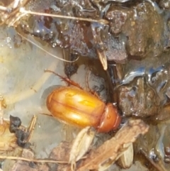 Heteronyx sp. (genus) (Scarab beetle) at Dunlop Grasslands - 12 Jan 2021 by tpreston
