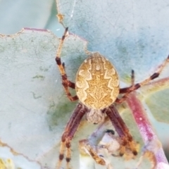 Cyclosa fuliginata (species-group) (An orb weaving spider) at Dunlop Grasslands - 12 Jan 2021 by tpreston