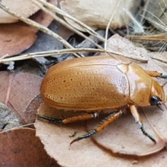 Anoplognathus pallidicollis (Cashew beetle) at Dunlop, ACT - 12 Jan 2021 by tpreston