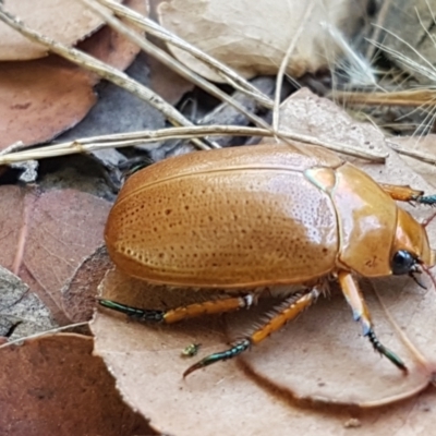 Anoplognathus pallidicollis (Cashew beetle) at Dunlop Grasslands - 12 Jan 2021 by trevorpreston