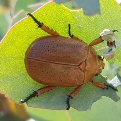 Anoplognathus pallidicollis at Dunlop, ACT - 13 Jan 2021 10:36 AM