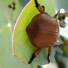 Anoplognathus pallidicollis at Dunlop, ACT - 13 Jan 2021 10:36 AM