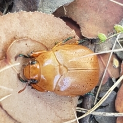 Anoplognathus pallidicollis at Dunlop, ACT - 13 Jan 2021 10:36 AM