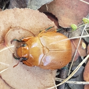 Anoplognathus pallidicollis at Dunlop, ACT - 13 Jan 2021 10:36 AM