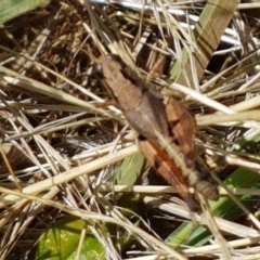 Phaulacridium vittatum (Wingless Grasshopper) at Dunlop Grasslands - 12 Jan 2021 by tpreston