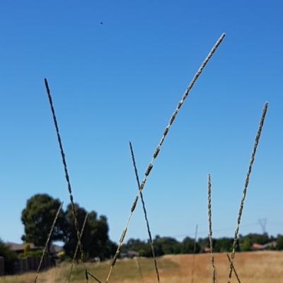 Sporobolus creber (Slender Rat's Tail Grass) at Dunlop, ACT - 12 Jan 2021 by tpreston