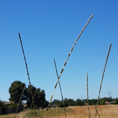 Sporobolus creber (Slender Rat's Tail Grass) at Dunlop, ACT - 13 Jan 2021 by trevorpreston