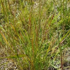 Sporobolus creber at Dunlop, ACT - 13 Jan 2021