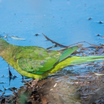 Polytelis swainsonii (Superb Parrot) at Hackett, ACT - 13 Jan 2021 by sbittinger