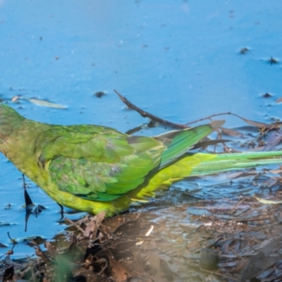 Polytelis swainsonii (Superb Parrot) at Hackett, ACT - 12 Jan 2021 by sbittinger