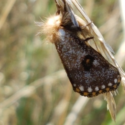 Epicoma contristis (Yellow-spotted Epicoma Moth) at Dunlop, ACT - 13 Jan 2021 by trevorpreston