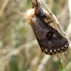 Epicoma contristis (Yellow-spotted Epicoma Moth) at Dunlop Grasslands - 12 Jan 2021 by tpreston