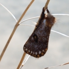 Epicoma contristis at Dunlop, ACT - 13 Jan 2021 10:57 AM