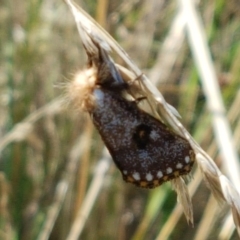 Epicoma contristis at Dunlop, ACT - 13 Jan 2021 10:57 AM