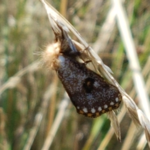 Epicoma contristis at Dunlop, ACT - 13 Jan 2021 10:57 AM