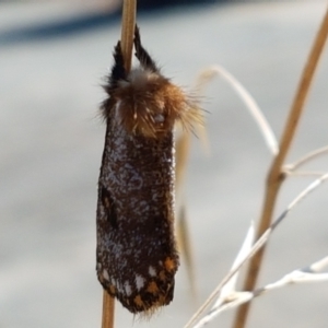 Epicoma contristis at Dunlop, ACT - 13 Jan 2021 10:57 AM