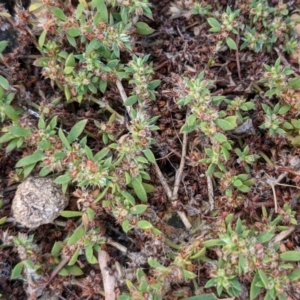 Paronychia brasiliana at Currawang, NSW - suppressed