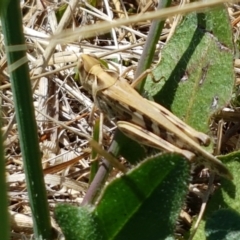 Chortoicetes terminifera (Australian Plague Locust) at Dunlop Grasslands - 13 Jan 2021 by tpreston