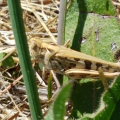 Chortoicetes terminifera at Dunlop, ACT - 13 Jan 2021