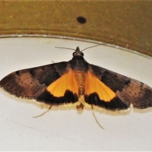 Uresiphita ornithopteralis at Wanniassa, ACT - 12 Jan 2021 09:57 PM